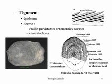 Les Poissons Osseux (Osteichthyens)