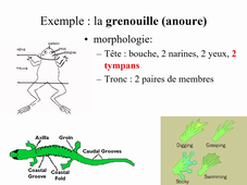 Les Amphibiens