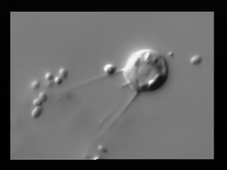 High Res Video Choanoflagellate.mp4