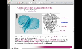 L1_SVTE_S1_BV1-Cours6_Cryptogamie