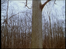 Petit à petit 2.mpg