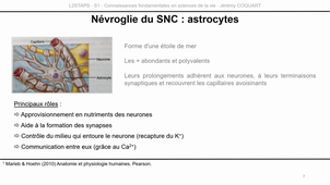 L2-UE3.1-CM1-Capsule2.mp4