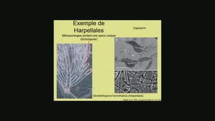 Zygomycota - Glomeromycota - Pierre-Arthur Moreau le 20 01 2020