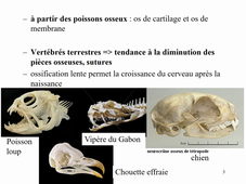 Organogénèse - Squelette céphalique des Vertébrés