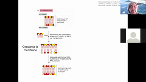 Cours - L1 - Biologie cellulaire - Corinne ABBADIE - 2020 11 09