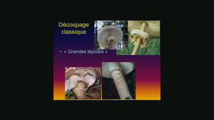 Agaricales - Régis Courtecuisse le 03.02.2020