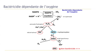 Granulopoïese