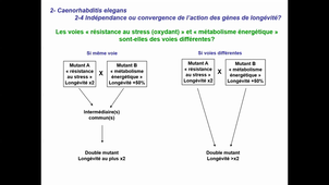 Cours - L3 - Modèles d'étude du vieillissement humain - Corinne ABBADIE - 2021 04 02