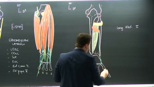 Cours Dr Herteleer - mercredi 29 octobre - 9h à 11h