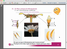 BV1 Cours 9, partie B et Cours 10A: Sporogenèse (Angiospermes)