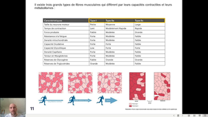 PHS FOCUS - Le muscle