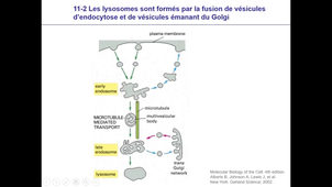 Cours - L1 - Biologie cellulaire - Corinne ABBADIE - 2020 11 03