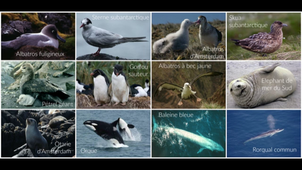 Video Projet- montage.mp4