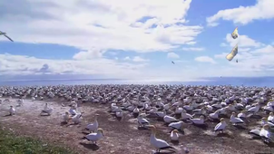 LA VIE SAUVAGE CHAYMA CHARCHAOUI ‐ Réalisée avec Clipchamp.mp4