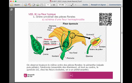 BV1 Cours 8: Les modes de reproduction chez les Angiospermes