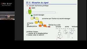 Biologie cellulaire - Cycle Cellulaire 1 - RL
