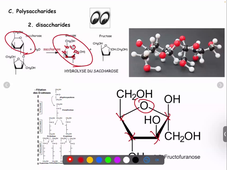 Cours BC1 biomolécules AN_Glucides.mp4