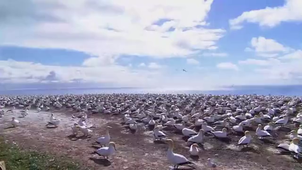 la vie sauvage - nael laib.mp4