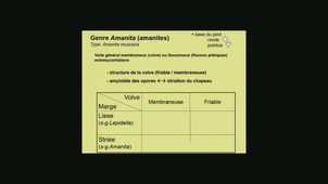 Amanitales - Pierre-Arthur Moreau le 03.02.2020