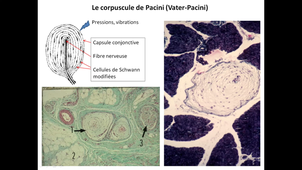 ED d'histologie MED3 n°2: la peau