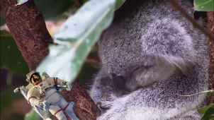 Vidéo clipchamp.mp4