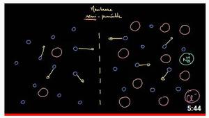 Introduction - Vidéo 3 - L'osmose - origine du phénomène.mp4