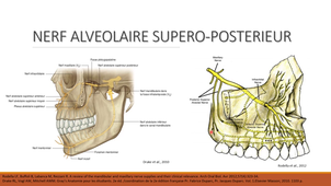 Anatomie topographique des dents humaines.mp4