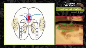 Dissezione del mitilo