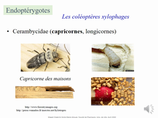 4A Officine Arthropodes domiciliaires_3