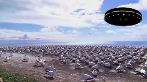 la vie sauvage 2.mp4