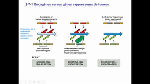 Cours - M2 Physique médicale - Introduction à la biologie 3 - Corinne ABBADIE - 2020 11 04