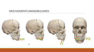 Anatomie fonctionnelle des dents humaines.mp4