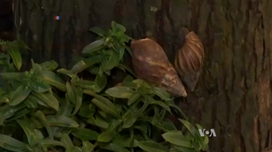 07 HAPPY SNAILS (KAB).avi