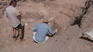 NMSU experts dig up Las Cruces boy’s million-year-old fossil find (Max 720p).mp4