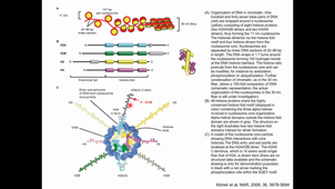 Cours - M2 Physique médicale - Introduction à la biologie 4 - Corinne ABBADIE - 2020 11 05