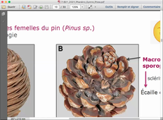 BV1-Cours 7- Reproduction sexuée chez les Gymnospermes