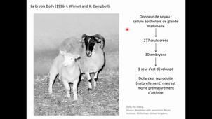 Cours - L3 - Cellules souches 2 - Corinne ABBADIE - 2021 02 02