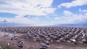 Vidéo ROGEZ Aline.mp4