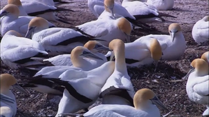 Matheo Nicol montage vidéo.mp4