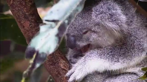 Dépôt_Vidéo_lien_pod_la_faune.mp4