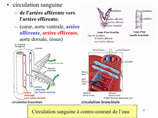 Organogénèse - Appareil respiratoire des Vertébrés