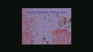 Entolomatales Régis Courtecuisse le 04_03_2019