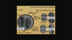 Biologie moléculaire Pierre Arthur Moreau le 01 04 2019 Partie 1