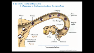 Cours - M2 Physique médicale - Introduction à la biologie 8 - Corinne ABBADIE - 2020 11 26