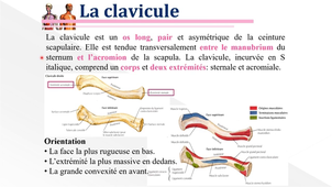 cours 1 ( revision CV + début membre sup).mp4