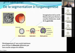 Le développement du système nerveux central: une approche ontogénétique