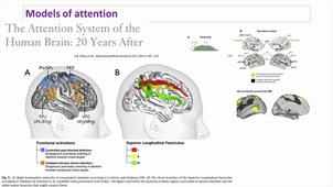 Attention - basic knowledge