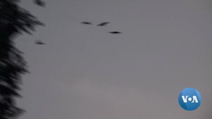 Endangered animals.mp4