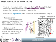 PASS LAS 2026 Marie Dubar mise en place des tissus parodontaux - vidéo.mp4