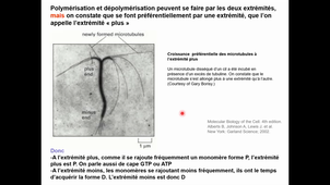Cours - L1- Biologie cellulaire - Corinne ABBADIE - 2020 11 16